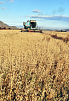 В Туве рост производства зерновых планируется за счет расширения посевных площадей 